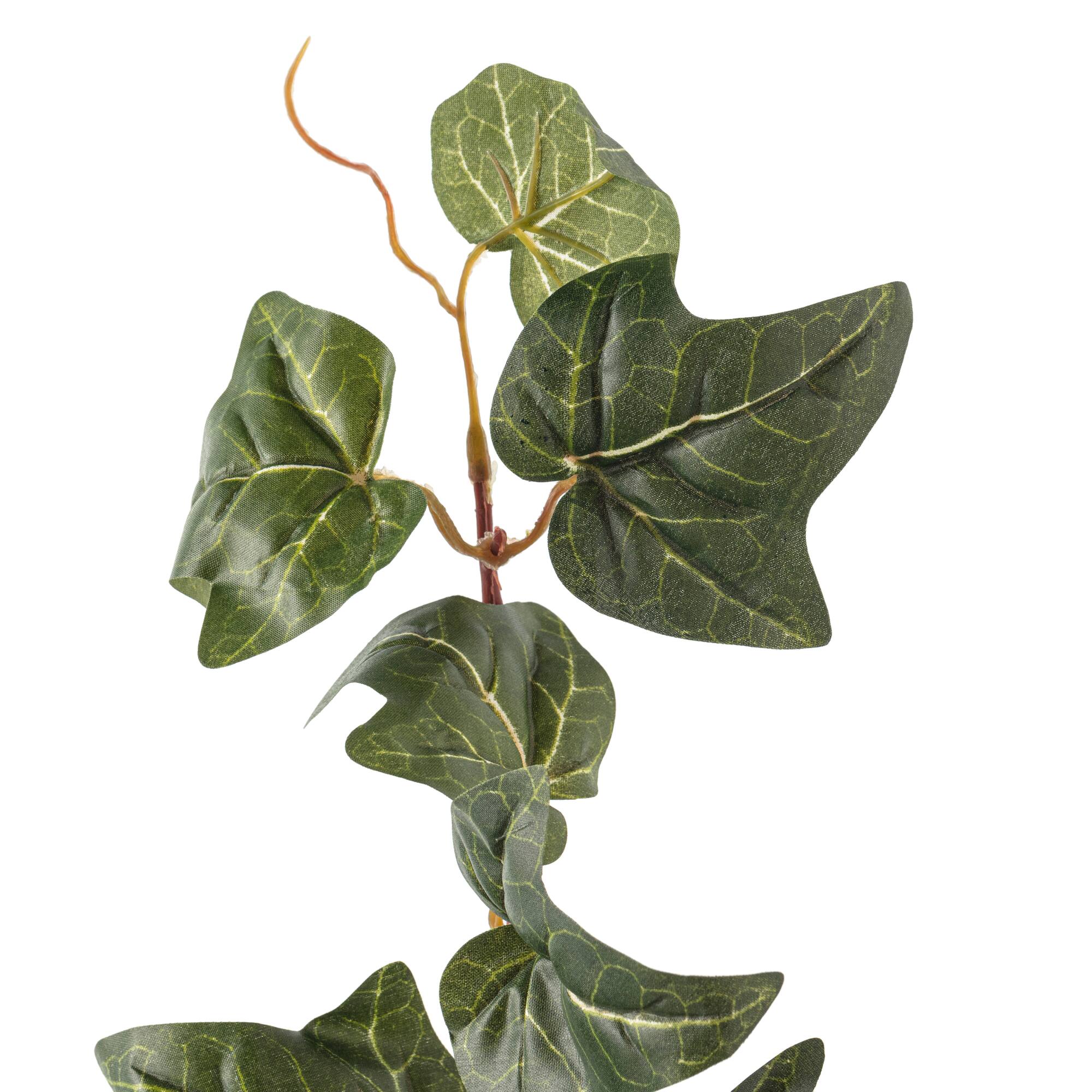 6 Pack: German Ivy Bush by Ashland®